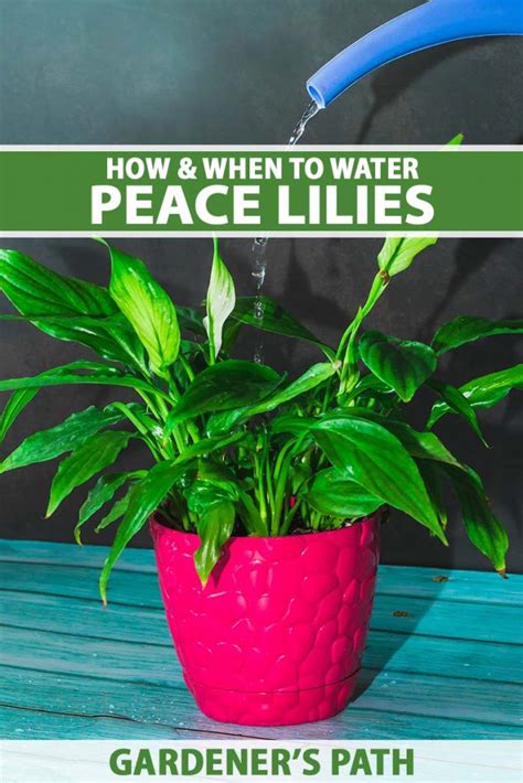 peace lily watering instructions